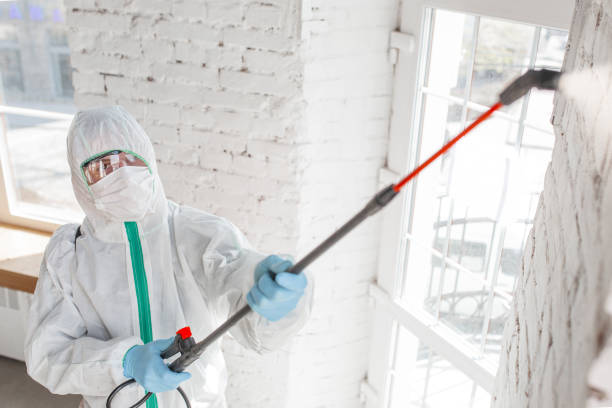 Mold Odor Removal Services in Stratmoor, CO
