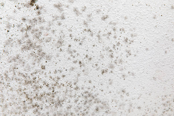 Best Water Damage & Mold Remediation  in Stratmoor, CO