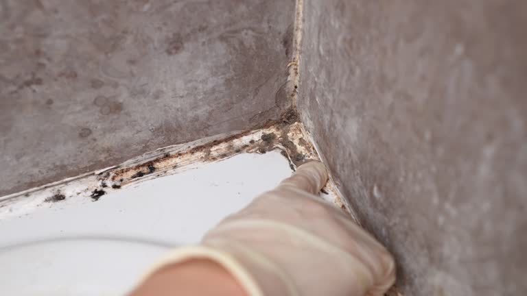 Best Mold Removal for HVAC Installations  in Stratmoor, CO